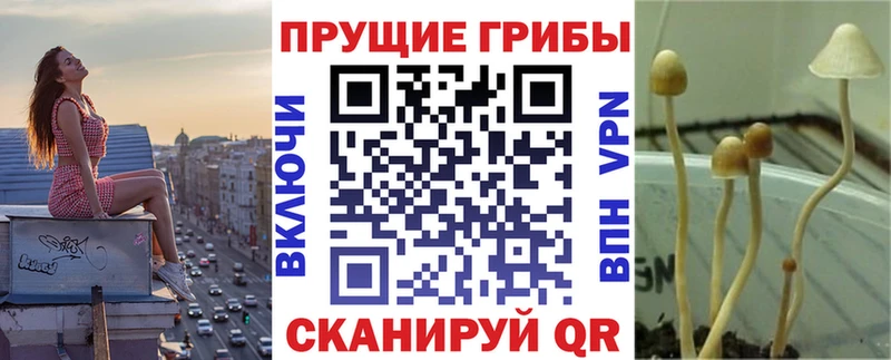 наркошоп Алейск Галлюциногенные грибы Psilocybe